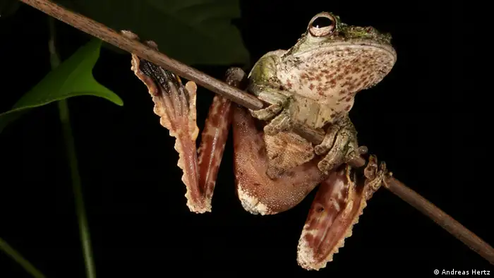 A gliding frog in Panama (Photo: Andreas Hertz)