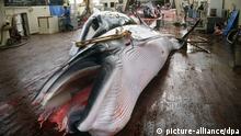 Internationaler Gerichtshof Den Haag Walfang Japan Walfleisch
