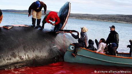 Slicing Maktuk from a Bowhead Whale in Nunavik, Kangiqsujuaq, (Photo: The Canadian press)