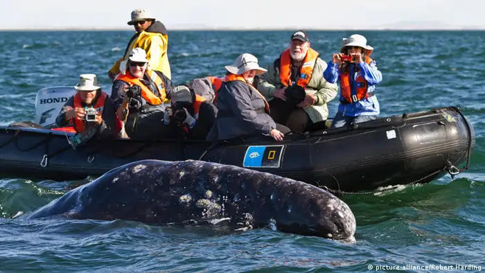 Internationaler Gerichtshof Den Haag Walfang Japan Whale Watching
