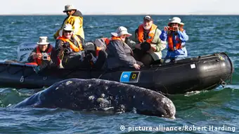Internationaler Gerichtshof Den Haag Walfang Japan Whale Watching