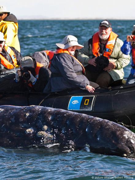 Iwc whale clearance