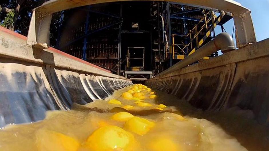 Healthy oranges carbonneutral juice production in South Africa DW