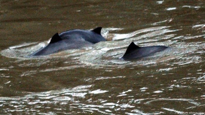 Schweinswale schwimmen im Wasser (Bild: dpa)