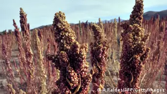 Quinoa Bolivien