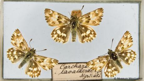 Morphofalter aus der Sammlung von Maria Sybilla Merian, später Sammlung Johann Christian von Gerning © Museum Wiesbade