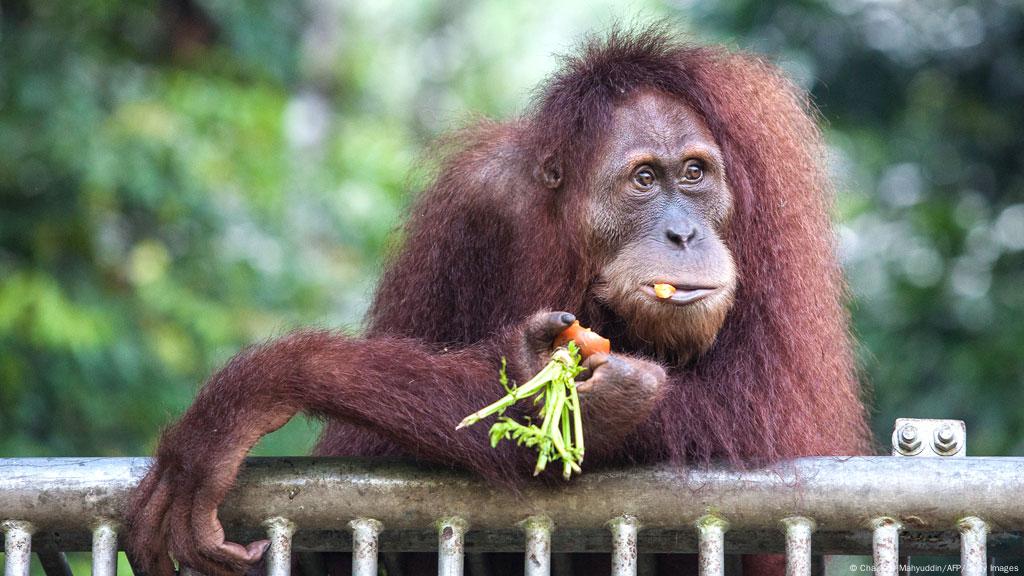 Orang Utan Jadi Bapak Asuh Anak Harimau Iptek Laporan Seputar Sains Dan Teknologi Dan Lingkungan Dw 14 05 2015 Orang Utan Jadi Bapak Asuh Anak Harimau Iptek Laporan Seputar Sains Dan Teknologi Dan Lingkungan Dw 14 05 2015