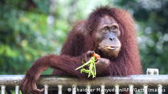 Ein Orang Utan lehnt über ein Geländer