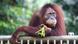 Indonesien Orang Utan Affe Indonesien Orang Utan Affe