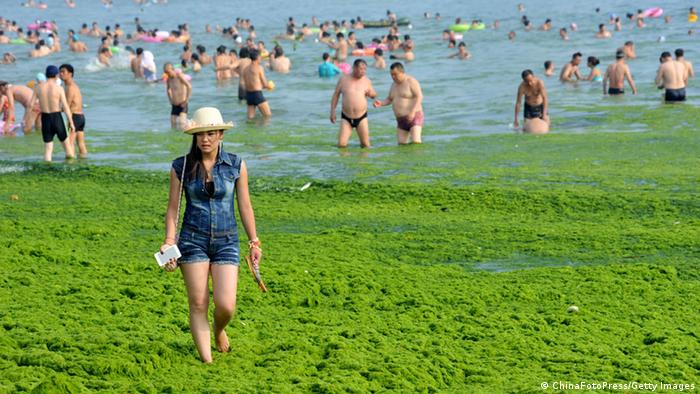 DW eco@africa - Algal bloom (ChinaFotoPress/Getty Images)