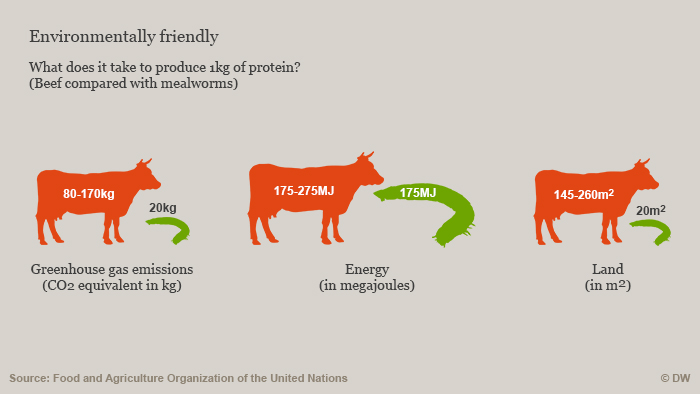 Comparison of carbon emissions, energy and land required to produce 1kg of protein from beef and mealworms