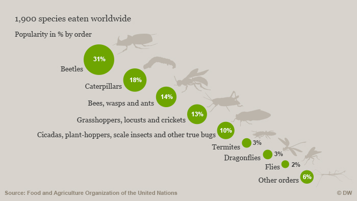 Graphic showing the most popular edible insects, by order