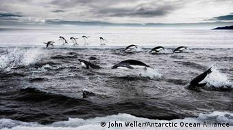 Ωκεανός, Ανταρκτική Ωκεανός, Ανταρκτική
