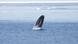 A bowhead whale surfaces off the coast of Alaska. Courtesy Kate Stafford April 2010, Barrow, Alaska A bowhead whale surfaces off the coast of Alaska. Courtesy Kate Stafford April 2010, Barrow, Alaska