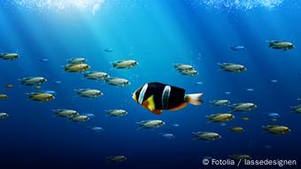 Symbolbilde eines Fisches, der gegen den Strom eines Fischschwarmes schwimmt