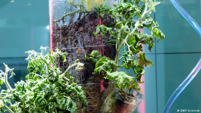 Bildbeschreibung: Ein Versuchsaufbau des Projektes CROP ( Combined Regenerative Organic Food Production) des Deutschen Zentrums für Luft- und Raumfahrt (DLR). Tomaten wachsen in einem Glasröhrchen auf einem Lava-Substrat, das Abfälle kompostiert