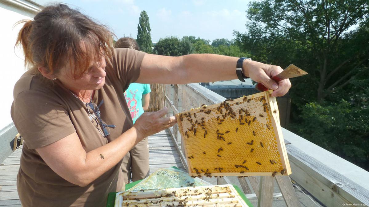 德国开始流行养蜂– DW – 2014年5月10日