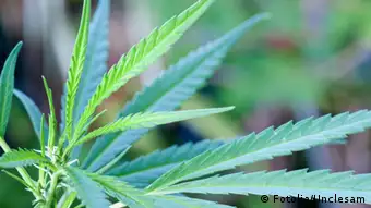 Cannabis Pflanze Marihuana