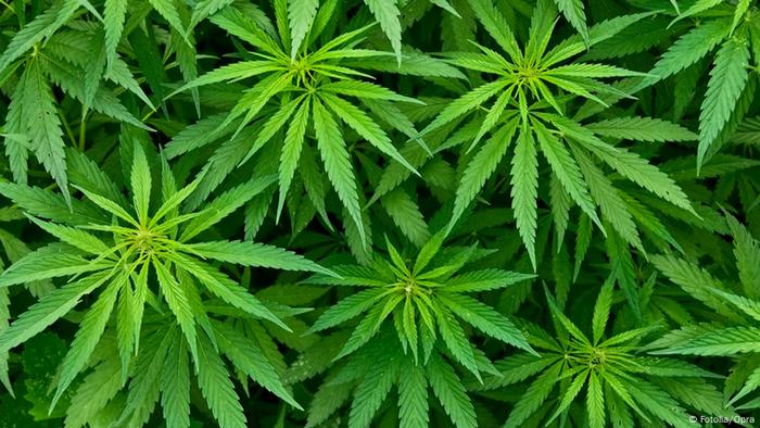 Cannabis Marihuana (Fotolia/Opra)