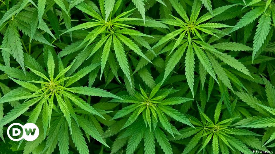 Cannabis gains acceptance as medicinal product in Germany | Germany | News  and in-depth reporting from Berlin and beyond | DW | 08.07.2014