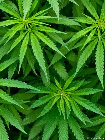 5 facts about cannabis laws in Germany – DW – 03/10/2018