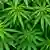 Cannabis-Pflanze Marihuana (Foto: Fotolia)