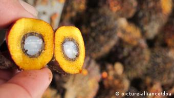 Eine aufgeschnitenen Palmölfrucht am 29.05.2012 in Playpraya in der Provinz Krabi. Palmöl ist das ergiebigste Pflanzenöl der Welt. Ein Baum produziert im Jahr rund 15 Fruchtstände, jeder davon voll mit Dutzenden Einzelfrüchten. Aus dem Fruchtfleisch wird Öl gepresst, aus dem Kern separat das noch wertvollere Palmkernöl (Foto: dpa)