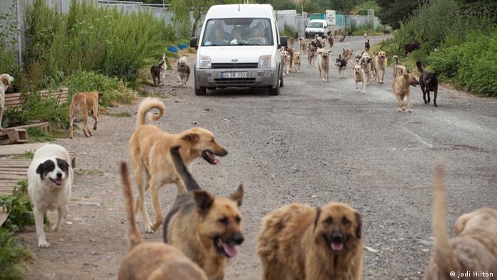 İstanbul'da sokak köpekleri 