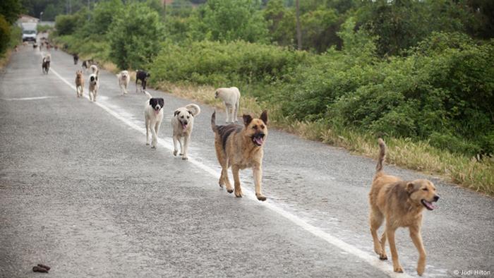 taking in stray dog