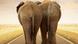 Two elephants on a road,Copyright: JohanSwanepoel Two elephants on a road,Copyright: JohanSwanepoel