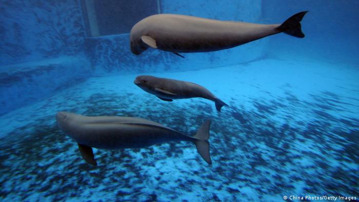 WUHAN, CHINA - JUNE 3: (CHINA OUT) A newly born Yangtze finless porpoise (C) swims with his mother (top) and brother at the Hydrobiology Institute of the Chinese Academy of Sciences on June 3, 2007 in Wuhan of Hubei Province, China. A male Yangtze finless porpoise, a cousin of the baiji dolphin and the sixth in the hydrobiology institute, was born on June 2 with 2.3 feet long and 11 pounds weight. Yangtze finless porpoise is the only porpoise in the world that lives in freshwater and the small dark grey mammal classified as endangered by the IUCN which meaning it is facing a very high risk of extinction in the wild. (Photo by China Photos/Getty Images) Erstellt am: 03 Jun 2007