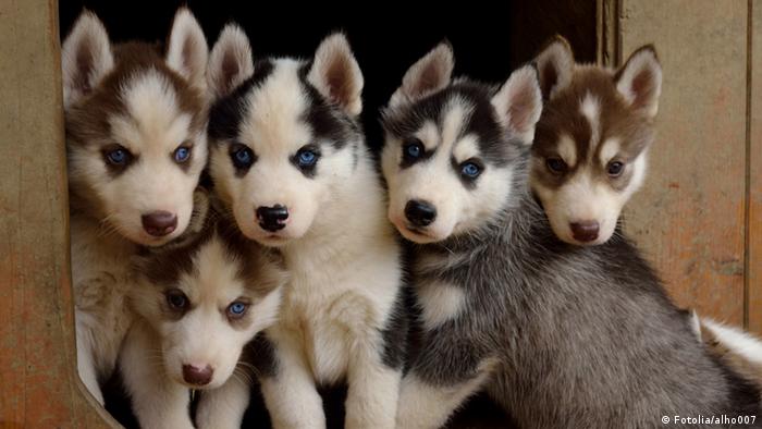 stanley coren ranking