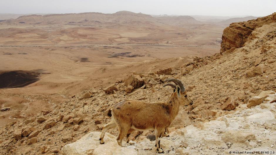 اسرائیل وسط بیابان نقب یک پارک تفریحی بزرگ میسازد