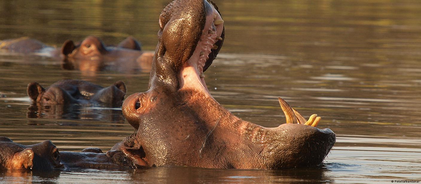Hipopótamo-comum – Wikipédia, a enciclopédia livre