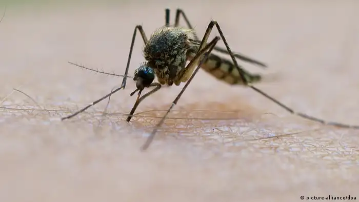 Le moustique anophèle, vecteur du paludisme. Un savon made in Burkina Faso pourrait agir comme répulsif