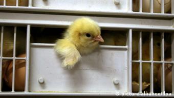 A chick peeks out of a cage