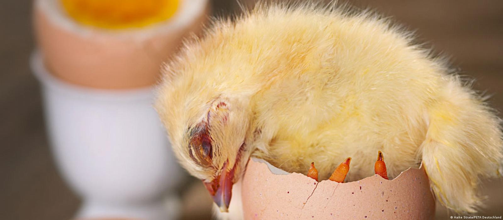 1600px x 700px - Practice of killing male chicks to continue in Germany â€“ DW â€“ 03/18/2016