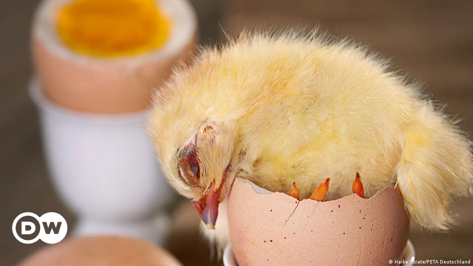الجانب المظلم في إنتاج بيض الدجاج | علوم وتكنولوجيا | آخر الاكتشافات  والدراسات من DW عربية | DW | 28.08.2013