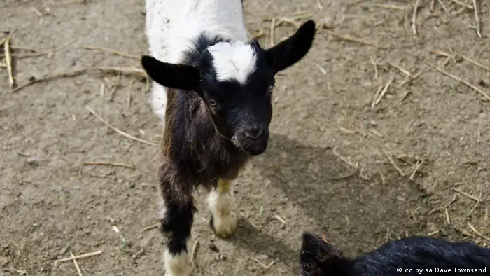 Fainting Goat (Foto: Flickr/ Dave Townsend)