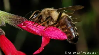 Dunkle Biene
