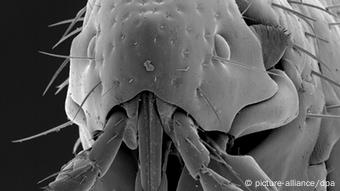 Floh in Nahaufnahme (Foto: Deutsches Entomologisches Institut im ZALF/dpa)