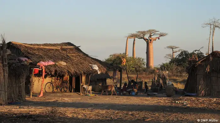 In der Nähe der Stadt Morondava in Madadaskar sitzen Menschen vor ihren Hütten, im Hintergrund Baobab-Bäume (Foto: Friederike Müller/DW)