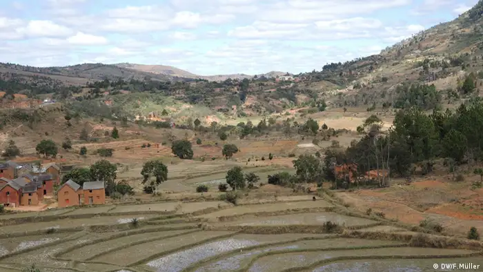 Reisterrassen in den Hochplateaus von Madagaskar (Foto: Friederike Müller/DW)