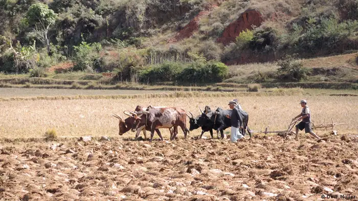 Landwirte bearbeiten ihre Felder im madagassischen Hochland mit Hilfe der Zeburinder (Foto: Friederike Müller/DW)