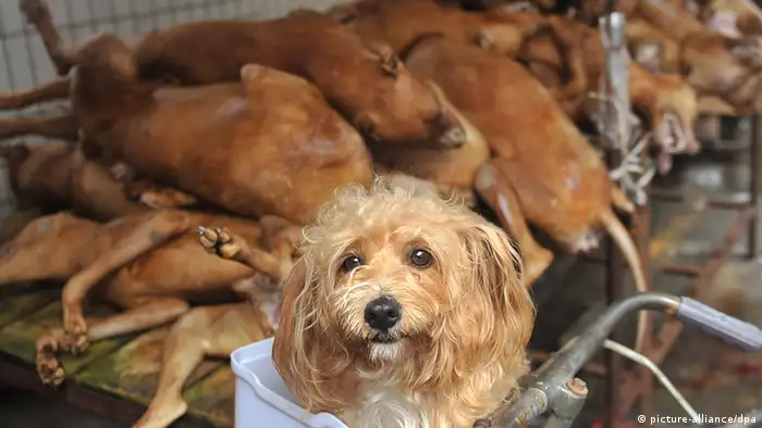 Handel und Verzehr von Hundefleisch in China