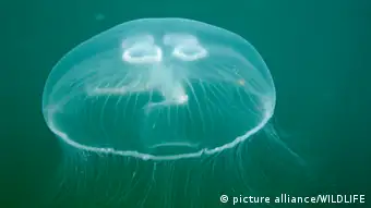 La medusa común es la única medusa comestible de aguas alemanas.