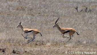 Two antelopes leap through brown savanna grasses 8Foto: CC2.0/Stig Nygaard, http://www.flickr.com/photos/stignygaard/2459098871/)