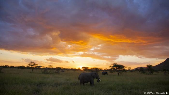 An elefant at sunset (Photo: DW/Axel Warnstedt)
