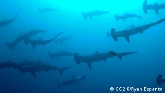 A school of hammerhead sharks photographed from beow (Foto: CC2.0/Ryan Espanto, Quelle: http://www.flickr.com/photos/ryn413/3952382779/