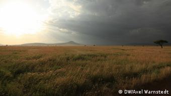 A view of the Serengeti, with clouds and sun across the sky (Foto: DW/Axel Warnstedt)
